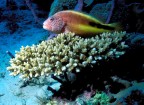 pesce falco pesce falco