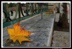 L'ultima foglia d'autunno L'ultima foglia d'autunno