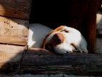 i sogni di oliver i sogni di oliver