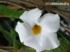 Dipladenia bianca Dipladenia bianca