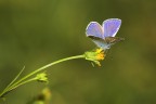 blu nel verde blu nel verde