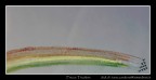 Varazze (GE) Frecce Tricolore 23/09/06 Varazze (GE) Frecce Tricolore 23/09/06