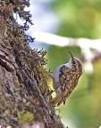 Rampichino alpestre Rampichino alpestre