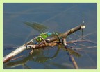 libelulla in deposizione