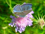 farfallina farfallina