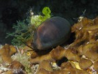 Luria lurida Luria lurida