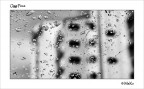 Oggi Piove Oggi Piove