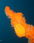Deep orange Deep orange