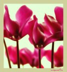 ciclamini