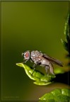 Moschina a riposo Moschina a riposo