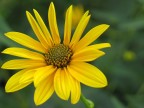 Fiore... Fiore...
