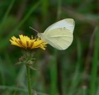Farfalla Bianca