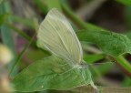 Farfalla Bianca