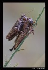 Tandem Tandem