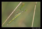 Religiosa Assassina Religiosa Assassina