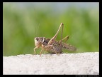 chi sa cosa è ? chi sa cosa è ?