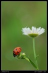 BIANCO-ROSSO-VERDE BIANCO-ROSSO-VERDE