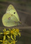 Farfalla Gialla Farfalla Gialla
