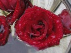 Rosa affogata Rosa affogata