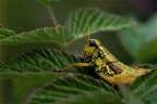 caterpillar caterpillar