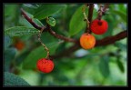 colori colori