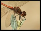 dragonfly portrait dragonfly portrait