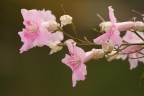 Pink Flower Pink Flower