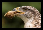Il pranzo della poiana Il pranzo della poiana