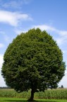 il Solitario il Solitario