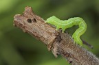 Flessibile Flessibile