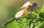 Libellula in controluce Libellula in controluce