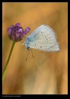 Colori delicati