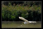 Airone bianco