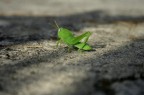 Fatta con eos 350 in macro
La cavalletta era circa 2cm