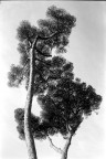 Alberi Alberi