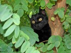 Gatto impaurito Gatto impaurito