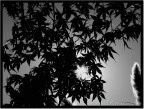 Controluce Controluce