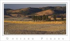 Cipressi al Tramonto Cipressi al Tramonto