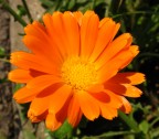 Arancio Arancio