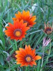 Fiori Fiori