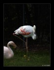 Fenicotteri 2