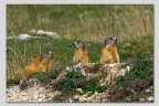 Marmotte a passo Vezzene 1. Marmotte a passo Vezzene 1.