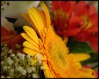 Composizione floreale Composizione floreale