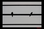 note note