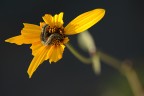 bruco nel giallo bruco nel giallo
