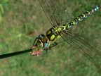 ancora Libellula ancora Libellula
