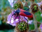il rosso e il nero il rosso e il nero