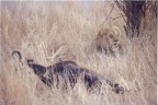 Preda e predatore Preda e predatore