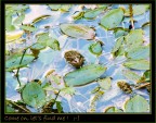 FIND THE FROG!! :-D FIND THE FROG!! :-D