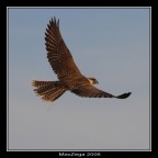 Volare ! Volare !